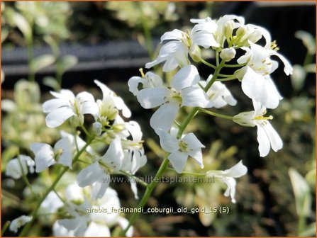 Arabis ferdinandi-coburgii &#039;Old Gold&#039; | Randjesbloem