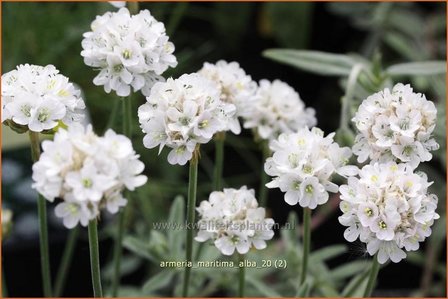 Armeria maritima &#039;Alba&#039; | Engels gras