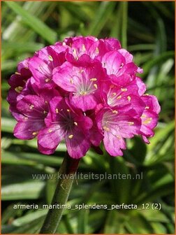 Armeria maritima 'Splendens Perfecta' | Engels gras