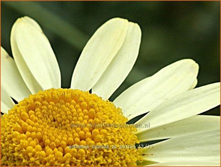 Anthemis hybrida &#039;E.C. Buxton&#039; | Kamille, Roomse kamille