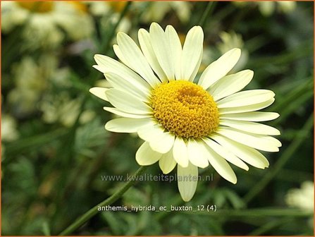 Anthemis hybrida &#039;E.C. Buxton&#039; | Kamille, Roomse kamille