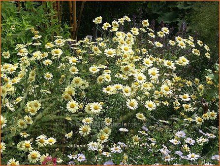 Anthemis hybrida &#039;E.C. Buxton&#039; | Kamille, Roomse kamille