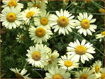 Anthemis hybrida &#039;E.C. Buxton&#039; | Kamille, Roomse kamille