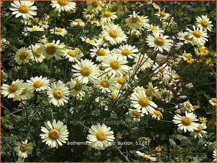 Anthemis hybrida &#039;E.C. Buxton&#039; | Kamille, Roomse kamille