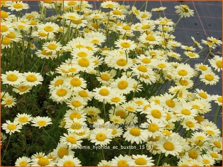 Anthemis hybrida &#039;E.C. Buxton&#039; | Gele kamille, Verfkamille, Kamille