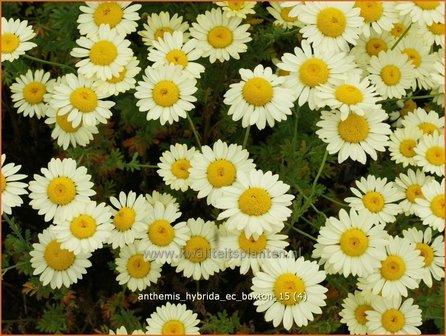 Anthemis hybrida &#039;E.C. Buxton&#039; | Gele kamille, Verfkamille, Kamille