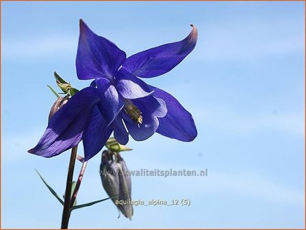 Aquilegia alpina | Alpenakelei, Akelei | Alpen-Akelei | Alpine Columbine