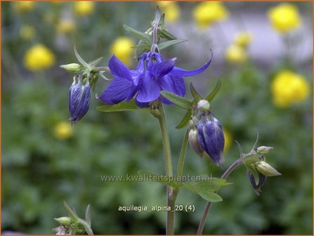 Aquilegia alpina | Alpenakelei, Akelei | Alpen-Akelei | Alpine Columbine