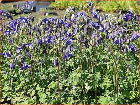 Aquilegia alpina | Alpenakelei, Akelei | Alpen-Akelei | Alpine Columbine