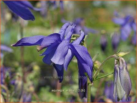 Aquilegia alpina | Alpenakelei, Akelei | Alpen-Akelei | Alpine Columbine