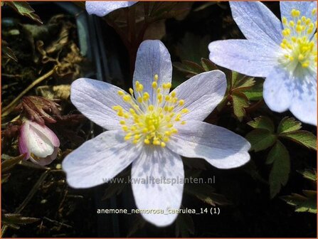 Anemone nemorosa &#039;Caerulea&#039; | Bosanemoon