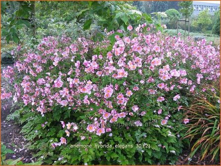 Anemone hybrida 'Elegans' | Anemoon, Herfstanemoon, Japanse anemoon