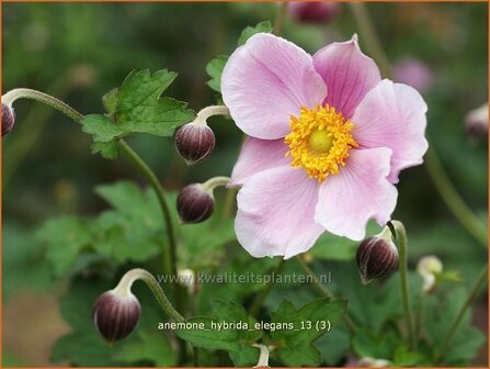 Anemone hybrida 'Elegans' | Anemoon, Herfstanemoon, Japanse anemoon