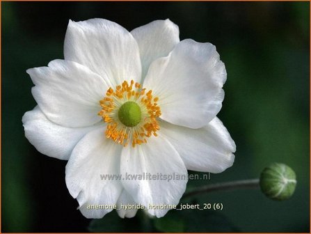 Anemone hybrida &#039;Honorine Jobert&#039; | Herfstanemoon, Japanse anemoon, Anemoon | Herbstanemone