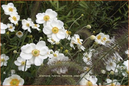 Anemone hybrida &#039;Honorine Jobert&#039; | Herfstanemoon, Japanse anemoon, Anemoon | Herbstanemone