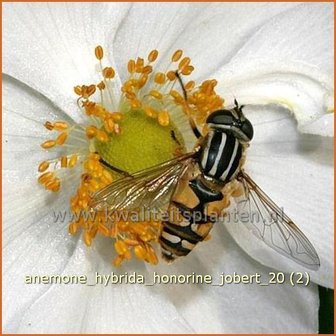 Anemone hybrida &#039;Honorine Jobert&#039; | Herfstanemoon, Japanse anemoon, Anemoon | Herbstanemone