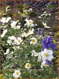 Anemone hybrida &#039;Honorine Jobert&#039; | Herfstanemoon, Japanse anemoon, Anemoon | Herbstanemone