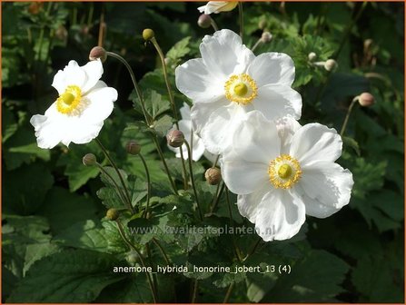 Anemone hybrida &#039;Honorine Jobert&#039; | Herfstanemoon, Japanse anemoon, Anemoon | Herbstanemone