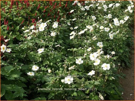 Anemone hybrida &#039;Honorine Jobert&#039; | Herfstanemoon, Japanse anemoon, Anemoon | Herbstanemone