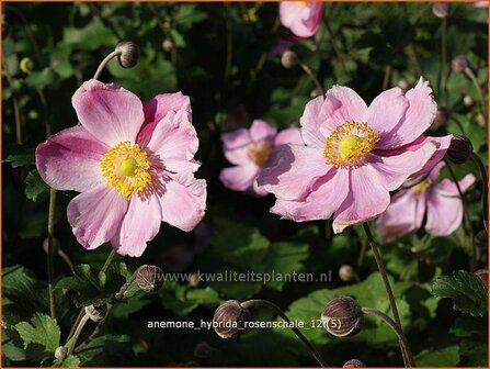 Anemone hybrida &#039;Rosenschale&#039; | Anemoon, Herfstanemoon, Japanse anemoon