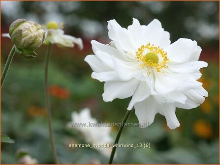 Anemone hybrida &#039;Whirlwind&#039; | Anemoon, Herfstanemoon, Japanse anemoon