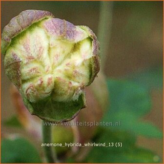 Anemone hybrida &#039;Whirlwind&#039; | Anemoon, Herfstanemoon, Japanse anemoon