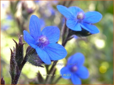 Anchusa azurea | Blauwe ossentong, Italiaanse ossentong