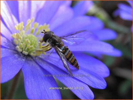 Anemone blanda | Oosterse anemoon