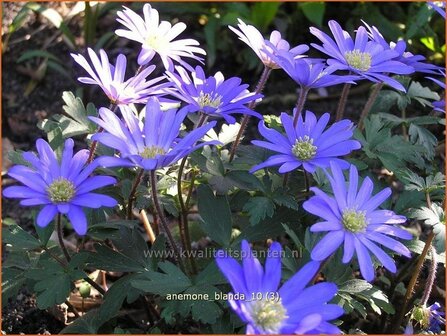 Anemone blanda | Oosterse anemoon