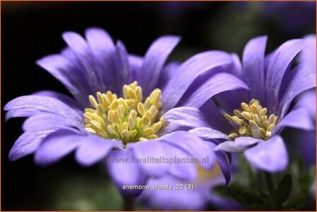 Anemone blanda | Oosterse anemoon