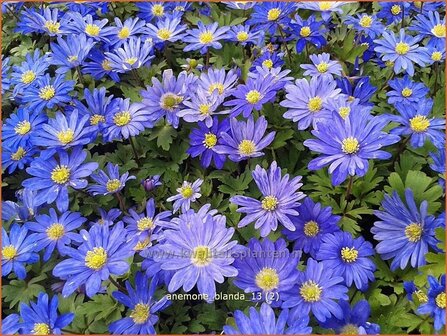 Anemone blanda | Oosterse anemoon