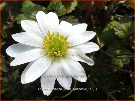 Anemone blanda &#039;White Splendour&#039; | Oosterse anemoon