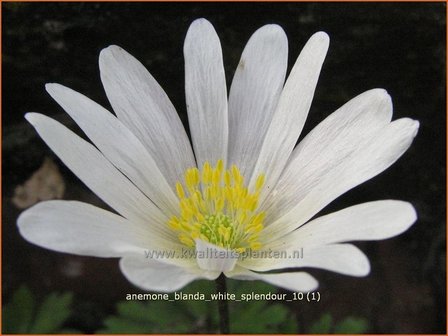 Anemone blanda &#039;White Splendour&#039; | Oosterse anemoon