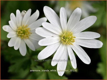 Anemone blanda &#039;White Splendour&#039; | Oosterse anemoon