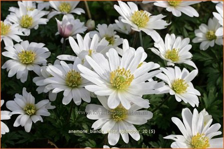 Anemone blanda &#039;White Splendour&#039; | Oosterse anemoon