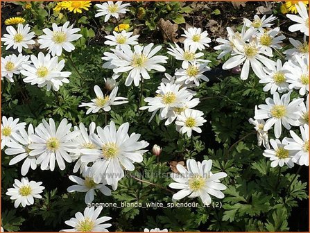 Anemone blanda &#039;White Splendour&#039; | Oosterse anemoon