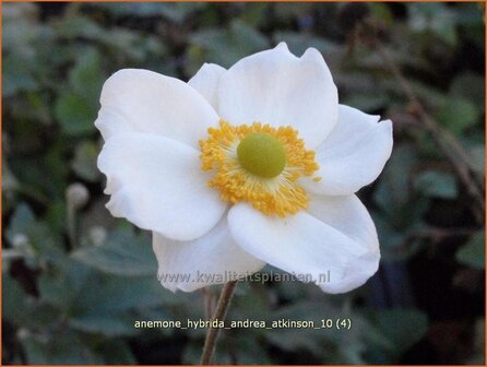Anemone hybrida &#039;Andrea Atkinson&#039; | Anemoon, Herfstanemoon, Japanse anemoon