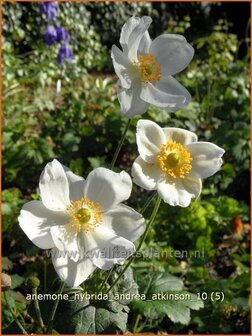 Anemone hybrida &#039;Andrea Atkinson&#039; | Anemoon, Herfstanemoon, Japanse anemoon