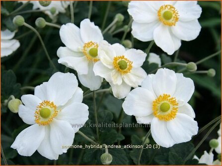 Anemone hybrida &#039;Andrea Atkinson&#039; | Anemoon, Herfstanemoon, Japanse anemoon