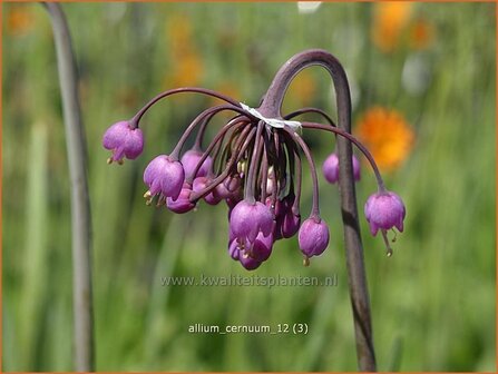 Allium cernuum | Sierui, Look