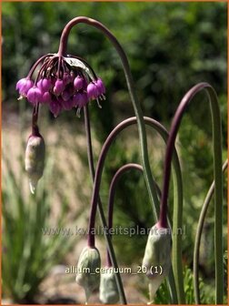 Allium cernuum | Sierui, Look