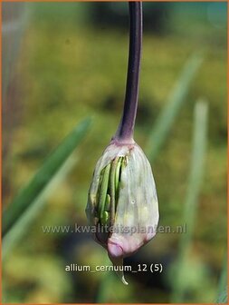 Allium cernuum | Sierui, Look