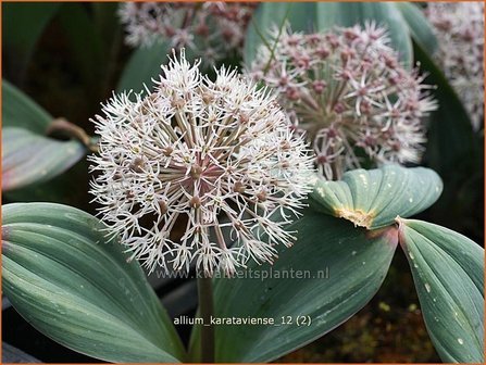 Allium karataviense | Sierui, Look