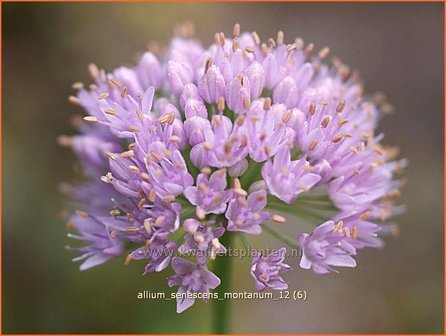 Allium senescens montanum | Sierui, Look