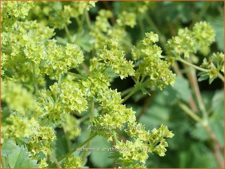 Alchemilla erythropoda | Vrouwenmantel