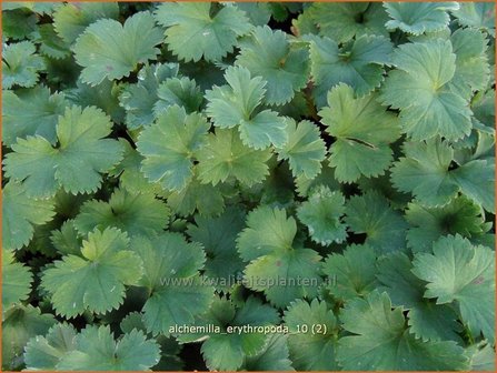 Alchemilla erythropoda | Vrouwenmantel