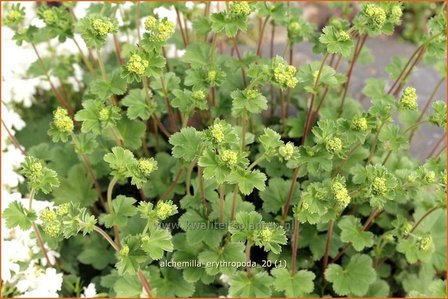 Alchemilla erythropoda | Vrouwenmantel