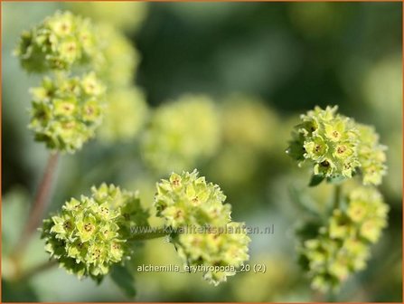 Alchemilla erythropoda | Vrouwenmantel