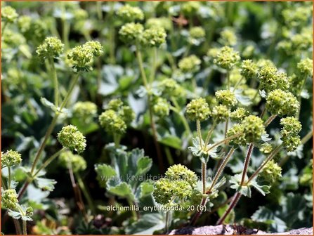 Alchemilla erythropoda | Vrouwenmantel