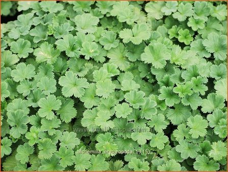 Alchemilla erythropoda | Vrouwenmantel